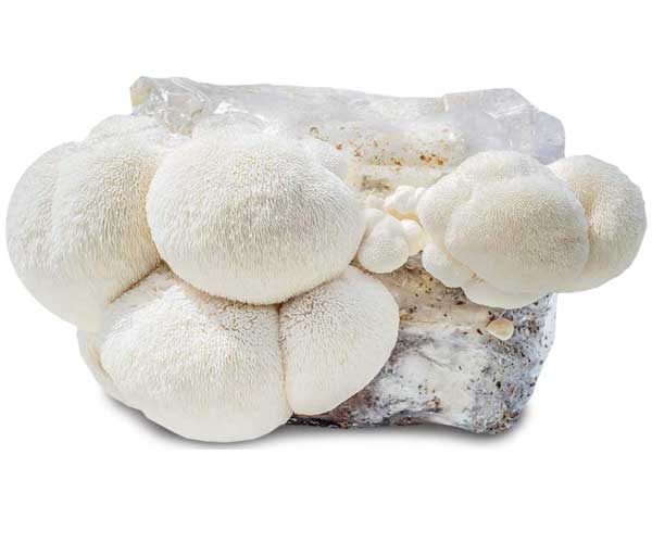 Grow Your Own Mushroom Kit