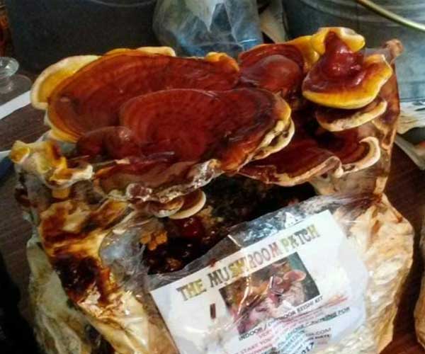 Mushroom Man LLC, Reishi Mushroom kit
