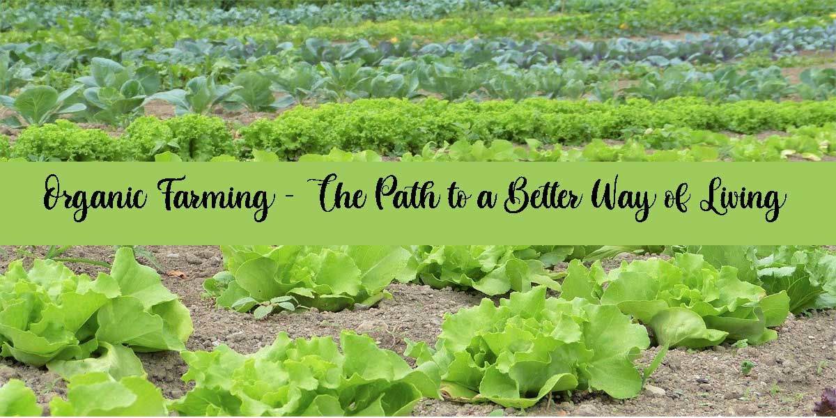 Organic Farming – The Path to a Better Way of Living