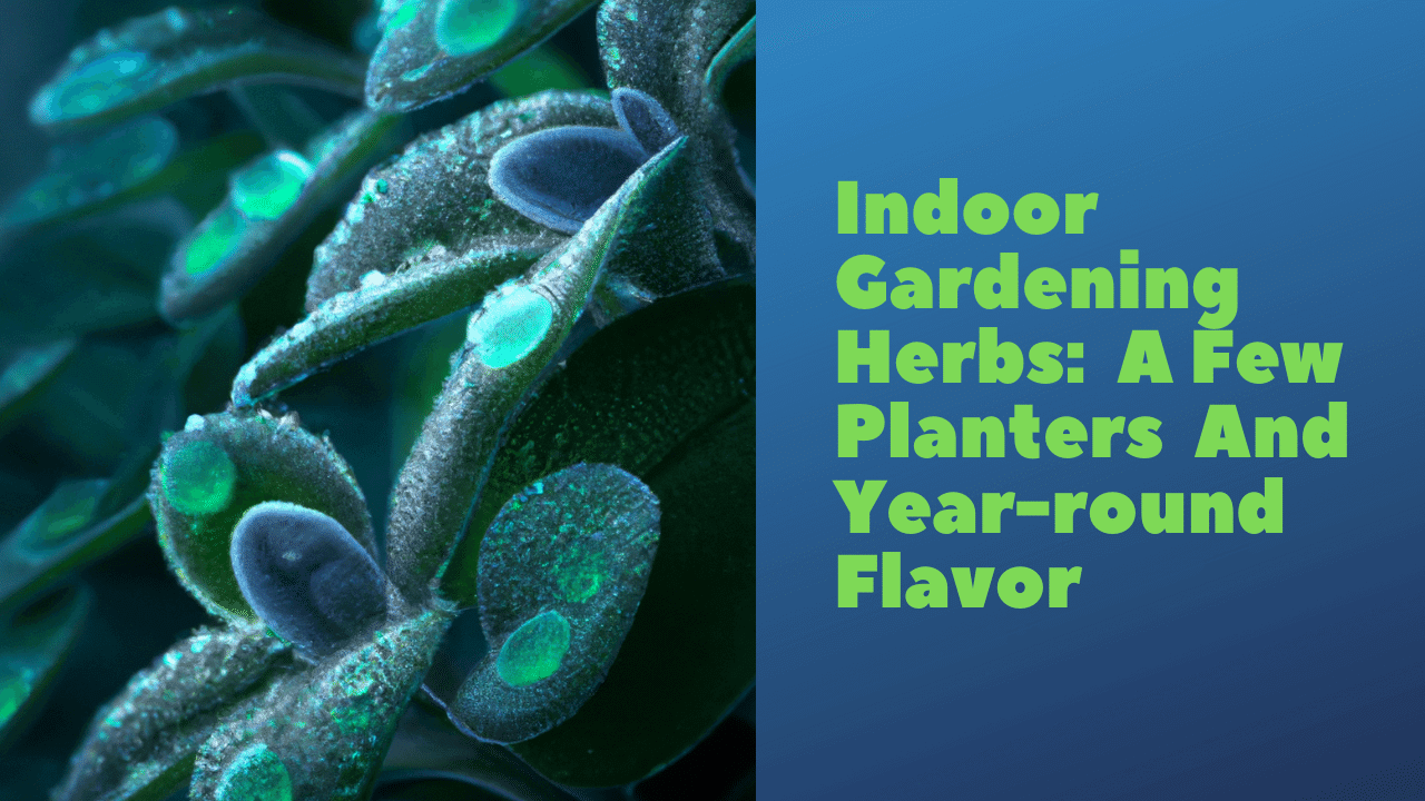 Indoor Gardening Herbs: A Few Planters can Add Year-round Flavor to your Delicious Food